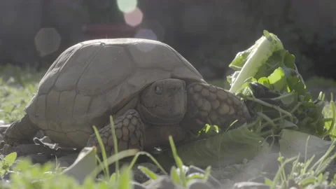 Close up of turtle walking through lettuce Stock Footage 139017700