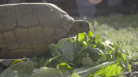 Close up of turtle walking through lettuce Stock Footage 139018099