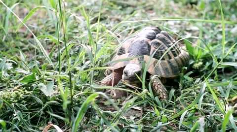 Close up of a turtle walking  towards the camera Stock Footage 65368416