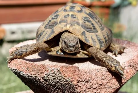 Close up of the Turtle warming in the sun Stock Photos