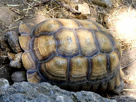 Close up of a turtle's back Stock Photos