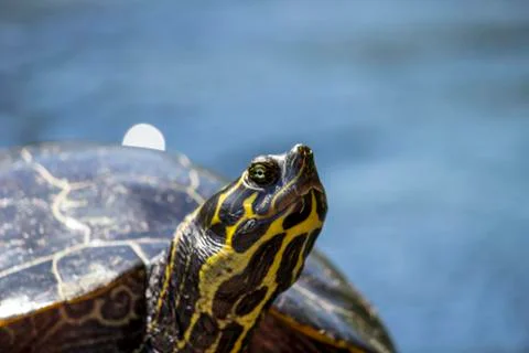 Close Up of a Turtle's Face in a Florida Spring Stock Photos