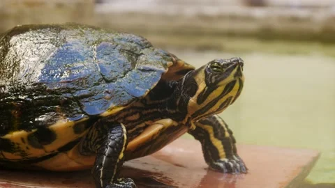 Close Up Of A Turtles Face Stock Footage 130571769