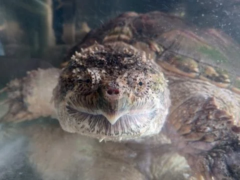 Close-up of Turtle's face smiling for camera in the aquarium Stock Photos