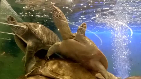 Close up of turtles Stock Footage 292915768