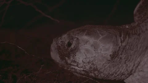 Close-up of a turtle's head against a dark background, detailed texture Stock Footage 263918821