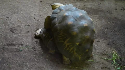 Close up of turtles mating Stock Footage 254169327