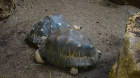 Close up of turtles moving around  Stock Footage 254174852