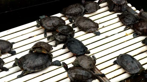Close-up of turtles raised on bamboo rafts in a pond Stock Footage 333605027