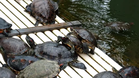 Close-up of turtles raised on bamboo rafts in a pond Stock Footage 333605136