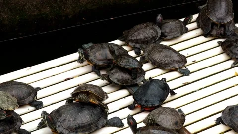 Close-up of turtles raised on bamboo rafts in a pond Stock Footage 333605150