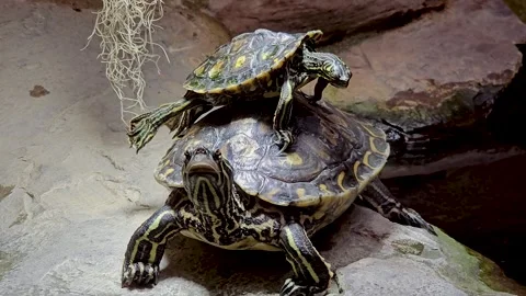 Close up turtles resting Stock Footage 269551654