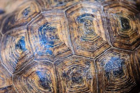A close up of a turtle's shell Stock Photos