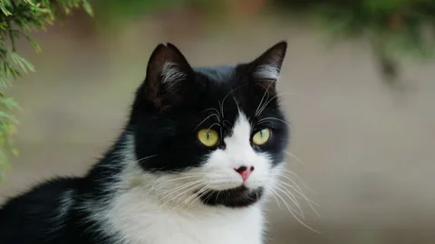 Close up of a tuxedo cat with distinctive black and white fur pattern, bright Stock Footage 336780782