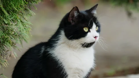Close up of a tuxedo cat with distinctive black and white fur pattern, bright Video stock 336781028