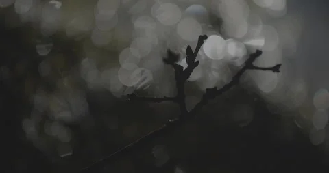Close-up of a twig with small buds in the night forest Stock Footage 243318349