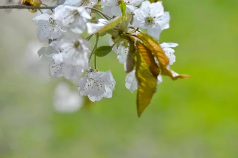 Close on a twig of a tree flowering in spring on green background Stock Photos