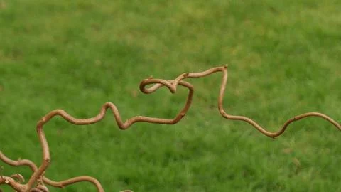 Close up of twig on twisted hazel tree with copy space Stock Photos