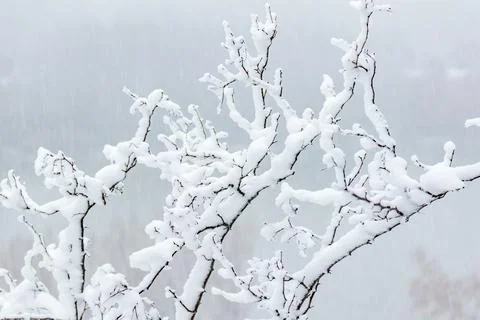 Close-up of twigs and tree branches covered in thick snow Stock Photos