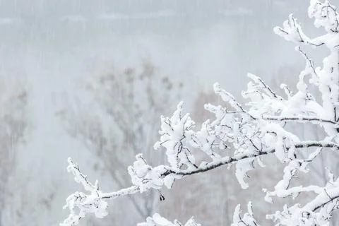 Close-up of twigs and tree branches covered in thick snow Stock Photos