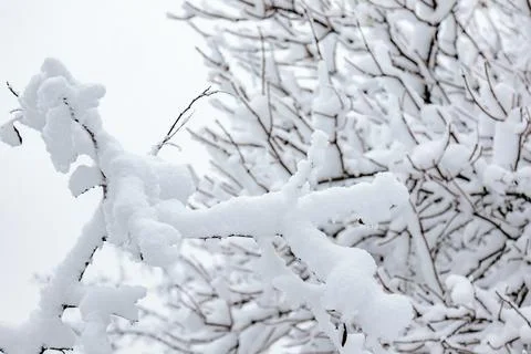 Close-up of twigs and tree branches covered in thick snow Stock Photos