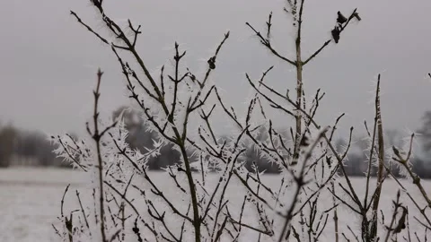 Close-up of twigs covered in frost. Stock Footage 228740758