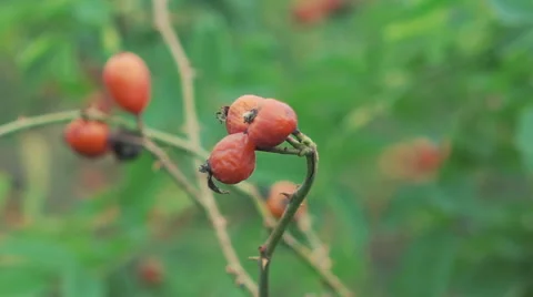 Close up twigs of dog-berries Video stock 68078986