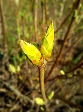 Close-up of twigs with leaf buds about to explode. Young nature wakes up in s Stock Photos