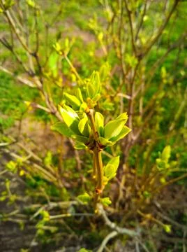 Close-up of twigs with leaf buds about to explode. Young nature wakes up in s Stock Photos