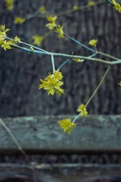 Close up twigs with maple leaves clusters near wood soft focus concept photo Stock Photos