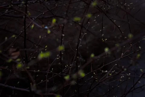 Close up twigs with small leaf buds in dark concept photo Stockfoto's