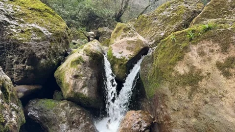 Close-up of Twin Springs Splitting Between Mossy Boulders Stock Footage 330617344