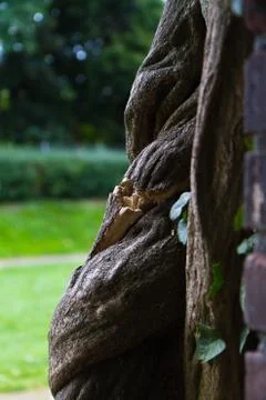 Close up of a twisted aerial root Stock Photos