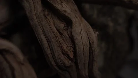 Close-Up of Twisted Aged Wood with Deep Grooves Stock Footage 289084611