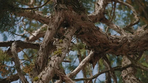Close-Up of Twisted Sequoia Tree Branches Stock Footage 314896441