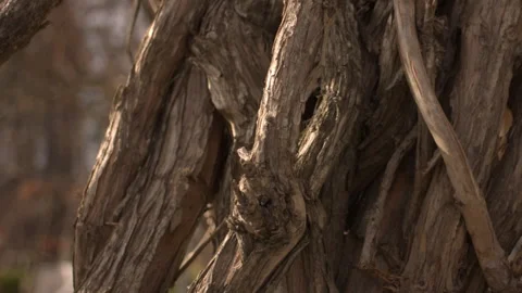 Close-up of twisted tecoma vine in garden with blurred background, tilt up Stock Footage 332012757