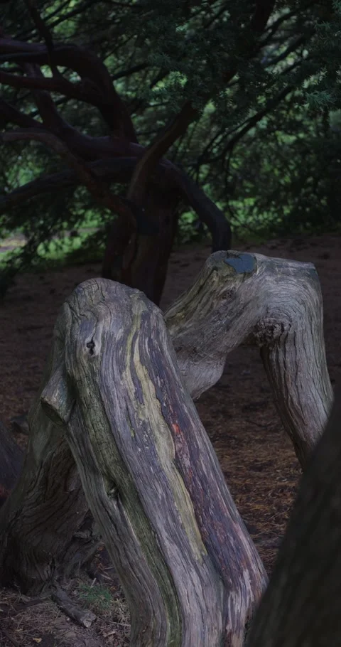 Close-up of twisted, weathered tree trunks in a peaceful forest.. Stock Footage 313950617