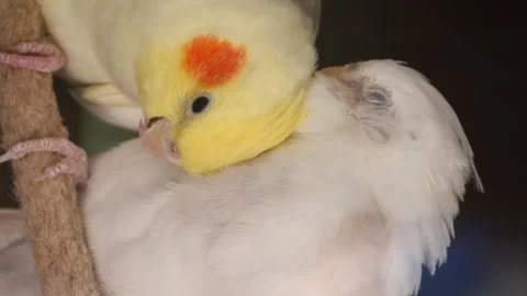 Close up of two adorable cockatiels preening each other in slow motion footag 動画素材 332882188