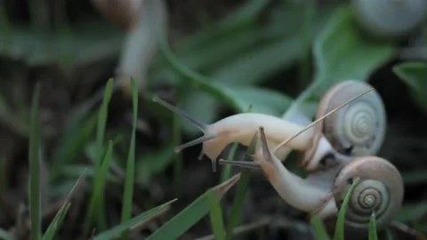 Close up of two adorable Helix Aspersa snail with brown horns slowly creeping in Stock Footage 156700358