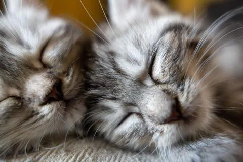 Close-up of Two Adorable Sleeping Kittens - Fluffy and Peaceful Stock Photos