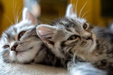 Close-up of Two Adorable Tabby Kittens Snuggling Stock Photos