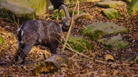 Close up of two Alpine ibex Capricorn  Stock Footage 145464445