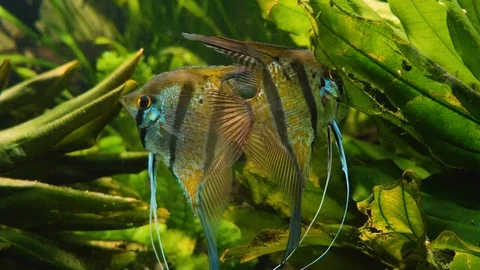 Close up of two angelfish Stock Footage 121854803