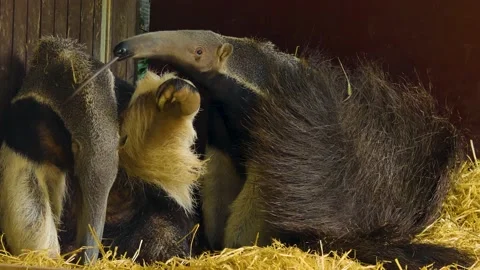Close up of two anteaters Stock Footage 140984152