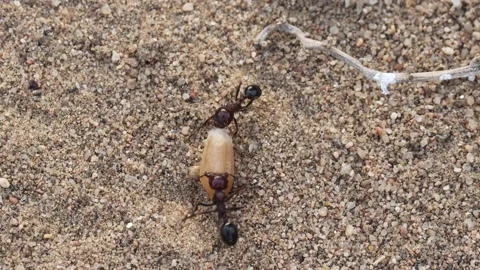 Close-up of Two ants holding wheat grains in the ants teeth and walking. Stock Footage 152386398