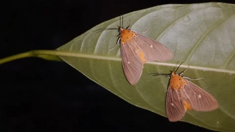 Close Up of Two Asota Plana Moths Resting on the Underside of Jackfruit Leaf Stock Footage 345581906