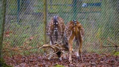 Close up of two axis deer fighting Stock Footage 121929516