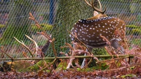Close up of two axis deer Stock Footage 121929360