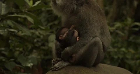 Close up of two baby monkeys nursing in the lap of female macaque monkey in Ubud Stock Footage 147418308