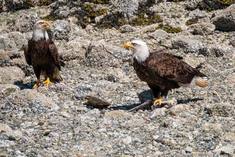 Close-up of two Bald Eagles standing on the beach and opposite to each other Stock Photos
